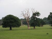 Albums/20090700-Windsor Great Park/17